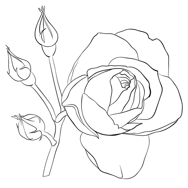 Bela rosa monocromática preto e branco isolado
 - Vetor, Imagem
