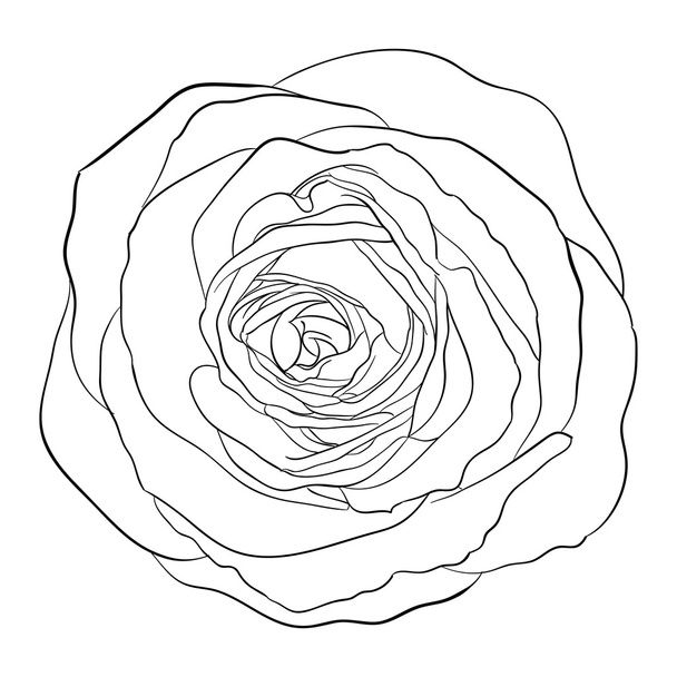 Beautiful monochrome black and white rose isolated - Vector, Image