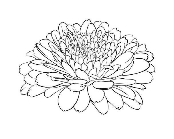 beautiful monochrome black and white flower isolated - Vector, afbeelding