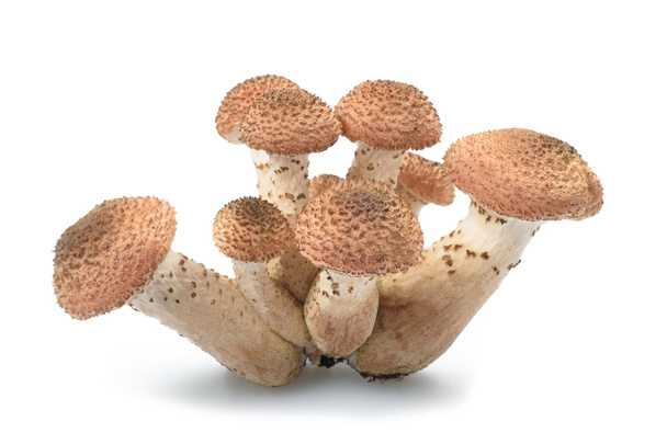 stump mushroom isolated - Foto, Imagen