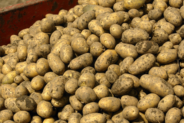 A heap of patato - Photo, Image