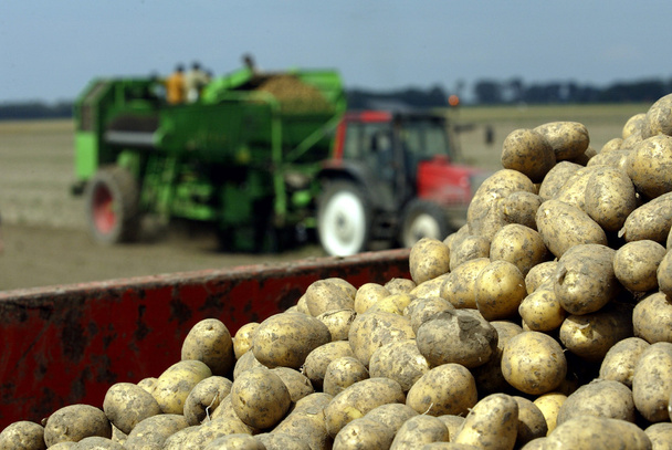 Patato hasat - Fotoğraf, Görsel
