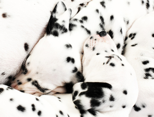dalmatien köpek - Fotoğraf, Görsel