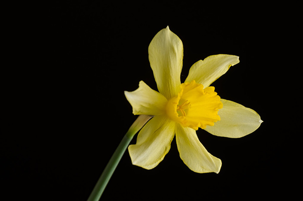 Yellow narcissus pseudonarcissus daffodil against black backgrou - Photo, Image