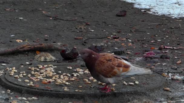 Pigeons eat crumbs in the winter. One dove brown,  another gray. - Footage, Video