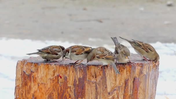 Sparrows on the stump eating crumbs in the winter. - Footage, Video