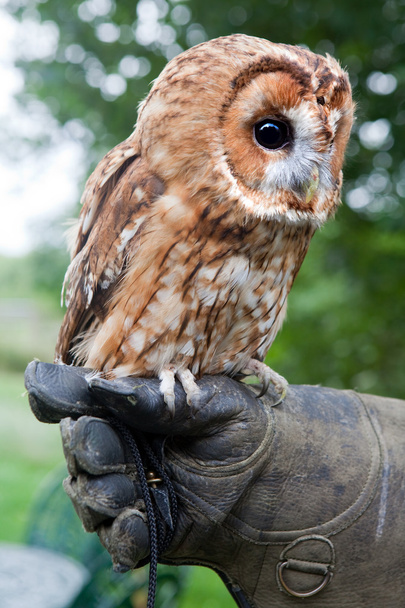 Tawny owl - Valokuva, kuva