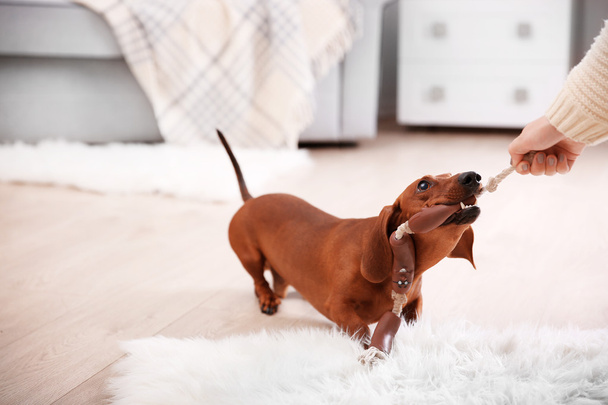 Dachshund dog playing - Фото, зображення