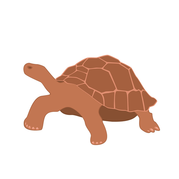Énorme tortue brune
 - Vecteur, image