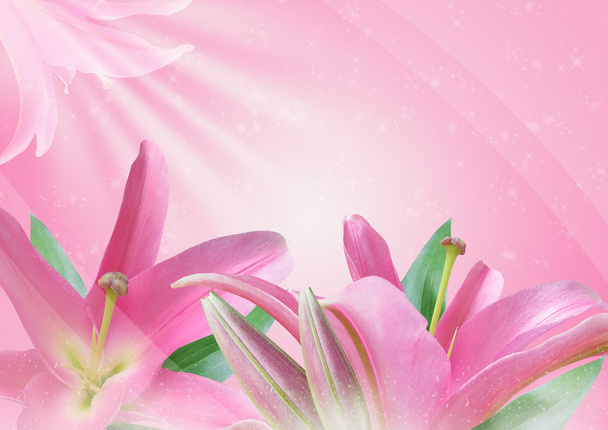 rosa Lilienblüte - Foto, Bild