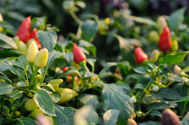 Chili pepper plant - Фото, зображення