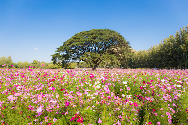 かわいいコスモスの花と空の背景で庭の大きな木 - 写真・画像