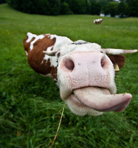 Vaca con lengua larga
 - Foto, imagen