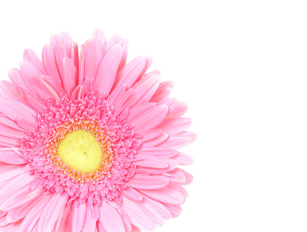 Flower pink gerbera isolated - Fotografie, Obrázek
