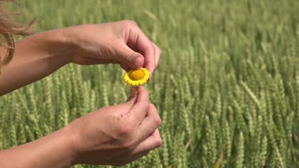 Woman hand fingers tear off petals of yellow daisy flower. Love or not? 4K - Felvétel, videó