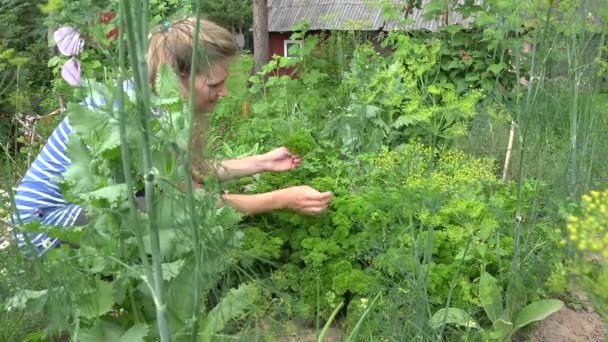 Женщина собирает зеленую свежую петрушку в эко-саду летом. 4K
 - Кадры, видео