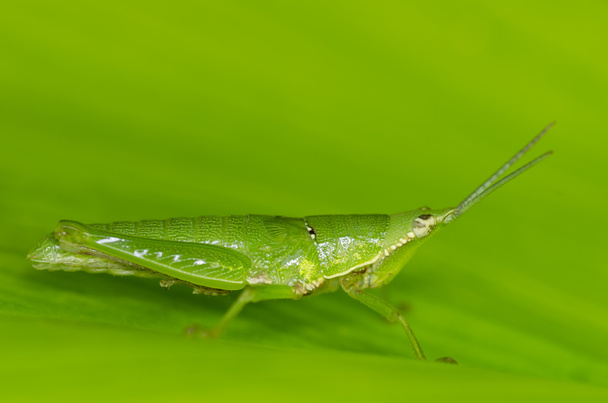 ακρίδα στο πράσινο φύλλο - Φωτογραφία, εικόνα