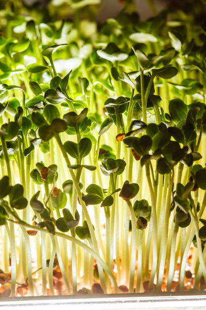 nutritious sprouts leaves - Photo, Image