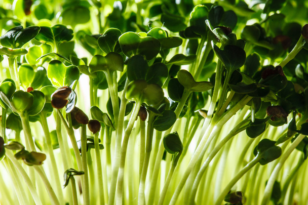 nutritious sprouts leaves - Foto, imagen