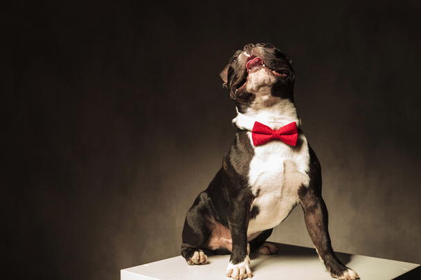 сидячий французький цуценя бульдога в краватці з бантом дивиться вгору
 - Фото, зображення