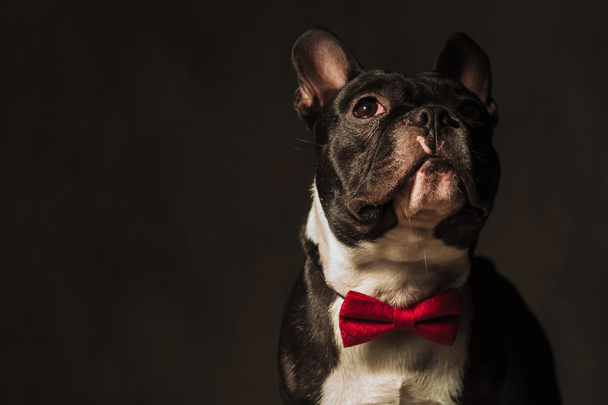 closeup picture of a french bulldog  looking away - Photo, Image