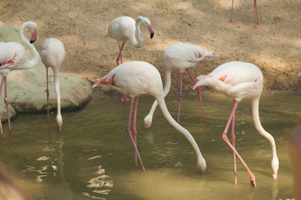 Flamingo in a pond - Valokuva, kuva