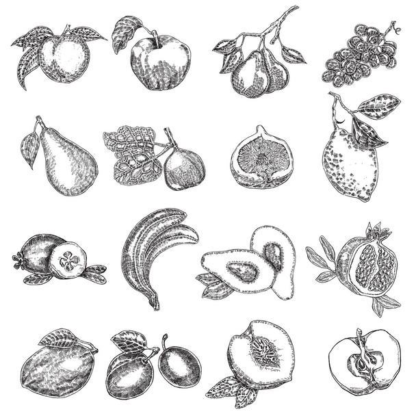 Hand getrokken vruchten. Vectorillustratie. Fruit in schets styl instellen - Vector, afbeelding