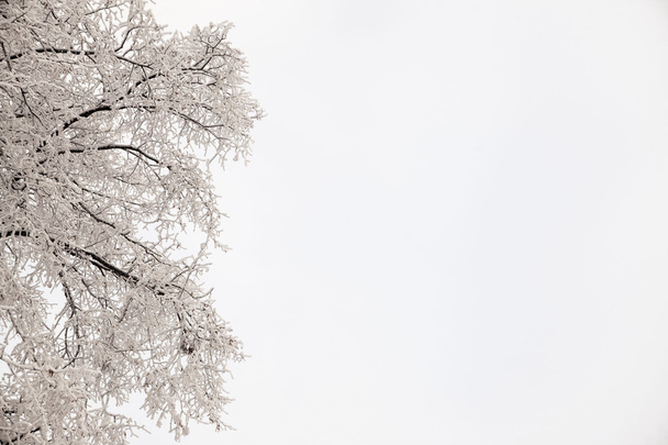 Piękne widoki na Las kanadyjskiej zimy w śniegu na zachód mroźne dni. Drzewa pokryte mróz i śnieg.  - Zdjęcie, obraz