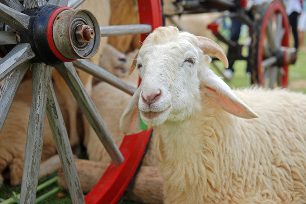 koyunları - Fotoğraf, Görsel