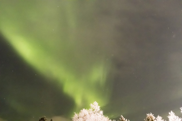 Aurora borealis поверх деревьев - Фото, изображение