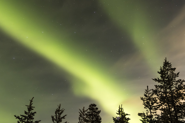 Aurora borealis nad drzewami - Zdjęcie, obraz