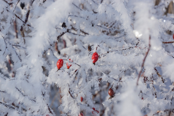 A bokor a téli időszakban a piros csipkebogyó - Fotó, kép