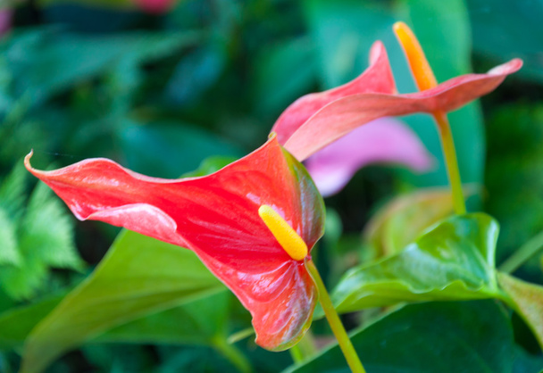 Colorful of Anthurium flowers - Photo, Image
