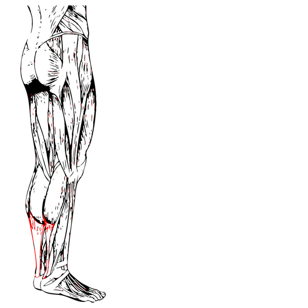lower legs  anatomy - Photo, Image