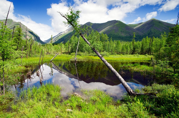 Tajga en montañas sayas - buriatia - Rusia
 - Foto, imagen