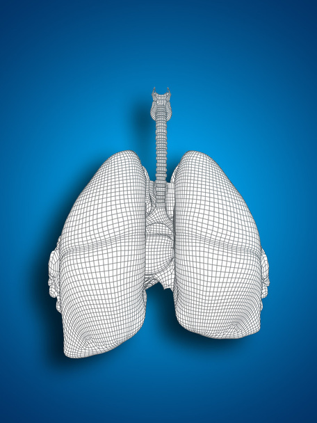 メッシュ呼吸器系 - 写真・画像