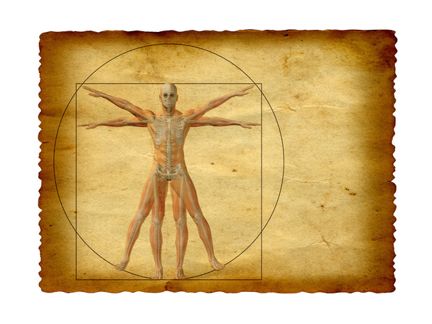 disegno del corpo umano vitruviano
 - Foto, immagini
