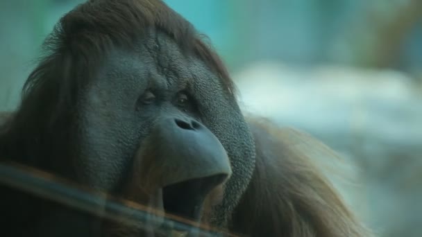 Iso apina huutaa ja näyttää valtavat hampaansa
 - Materiaali, video