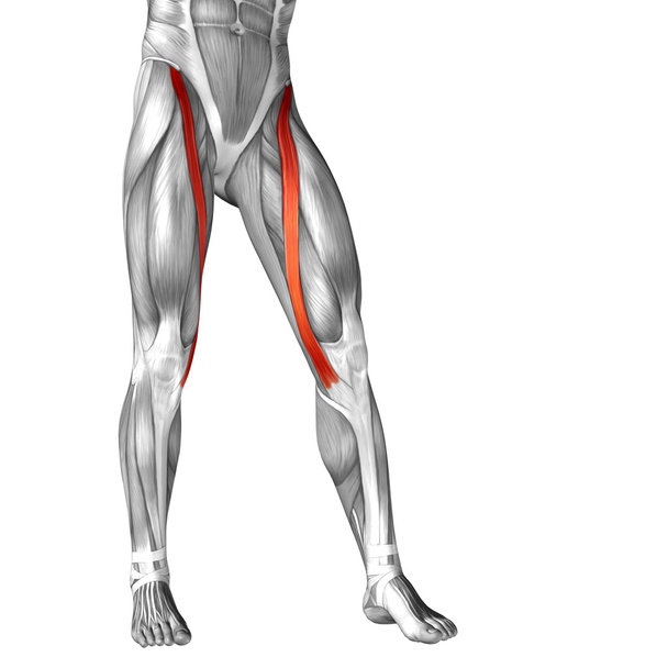 human legs anatomy - Photo, Image