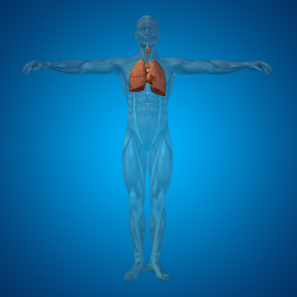 human  respiratory system - Photo, Image