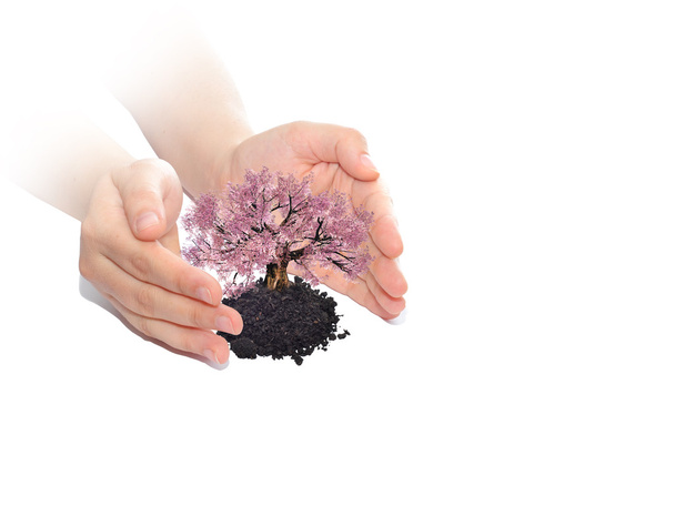 hands holding  tree - Photo, Image