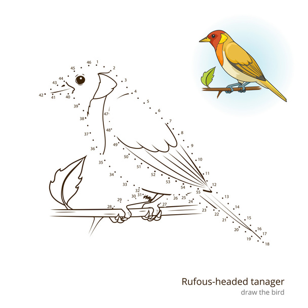 Rufous headed tanager draw vector - Διάνυσμα, εικόνα