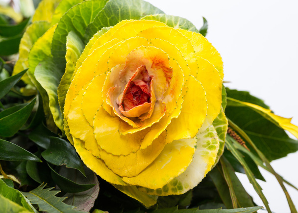 Jarmuż ozdobnych z liści żółty, pomarańczowy i zielony - Zdjęcie, obraz