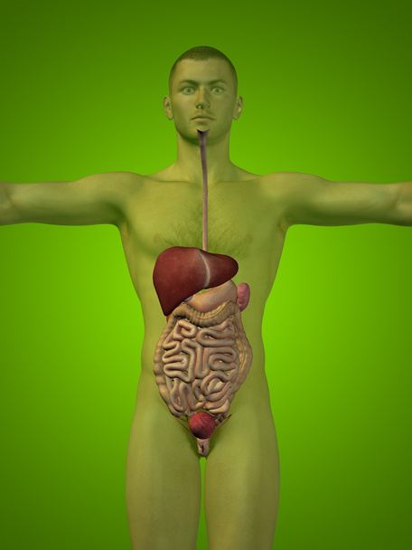 ανθρώπινο πεπτικό σύστημα - Φωτογραφία, εικόνα