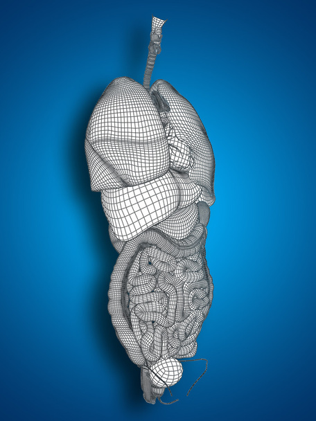 Sistema digestivo de malha
 - Foto, Imagem