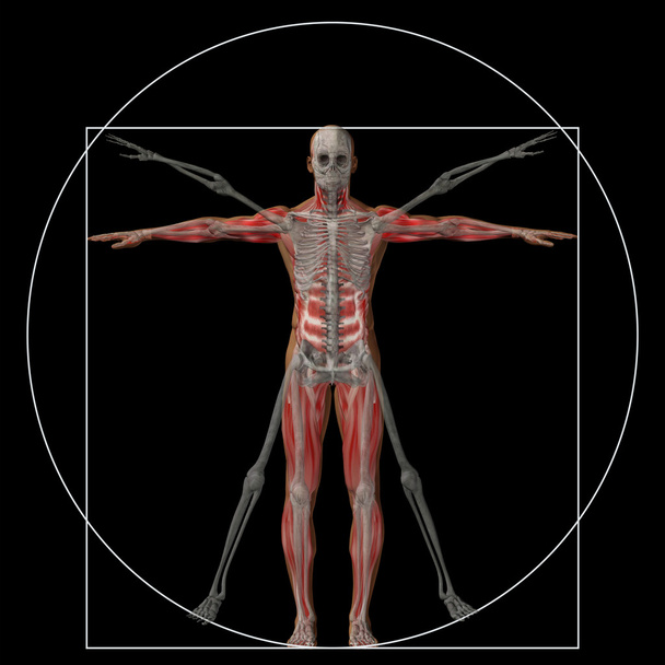 Vitruviánském člověk nebo muže - Fotografie, Obrázek
