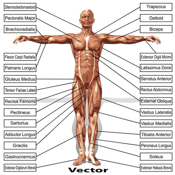 anatómia izmok szöveggel - Vektor, kép