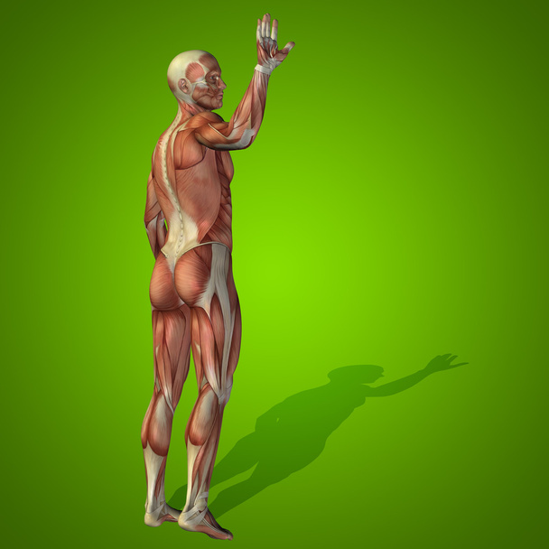 anatomy body with muscles - Photo, Image