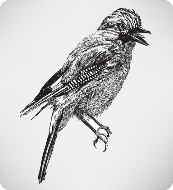 Jay bird, hand drawing, vector illustration. - Vektör, Görsel