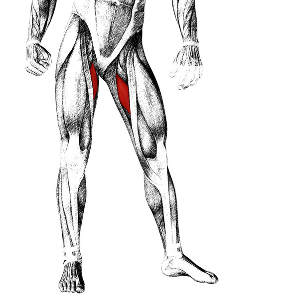 anatomia człowieka górnej nogi - Zdjęcie, obraz